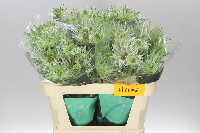 <h4>Eryngium Alpinum Green</h4>