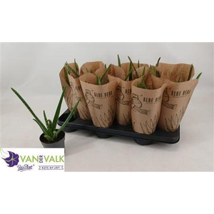 Aloe Vera Krafthoes