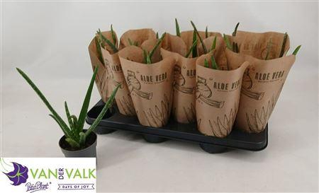 <h4>Aloe Vera Krafthoes</h4>