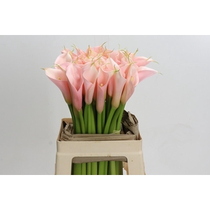Zantedeschia Eydolls Pink