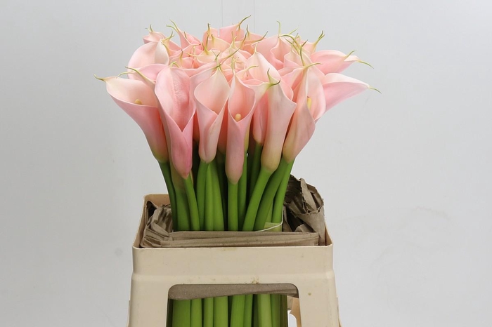 <h4>Zantedeschia Eydolls Pink</h4>