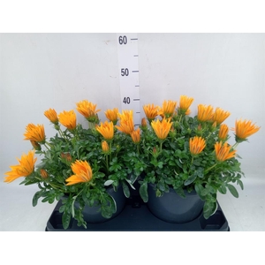 Gazania splen. 'Giant Deep Orange'