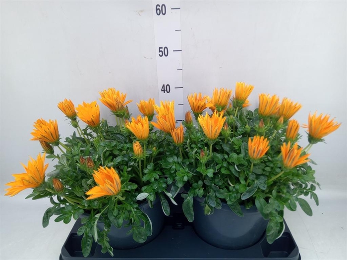 <h4>Gazania splen. 'Giant Deep Orange'</h4>
