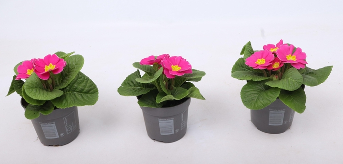 <h4>Primula Ac Op Kleur Roze</h4>