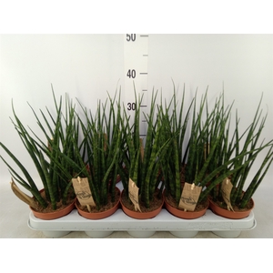 Sansevieria  'Fernwood'