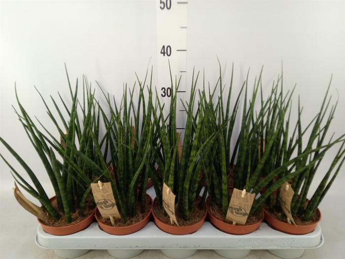 <h4>Sansevieria  'Fernwood'</h4>