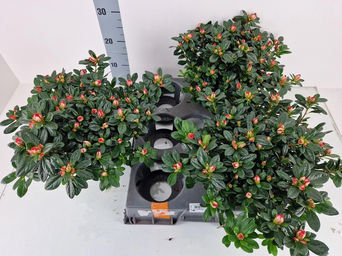 <h4>RHODO SI OV</h4>