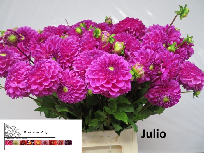 <h4>DAHL BALL JULIO</h4>