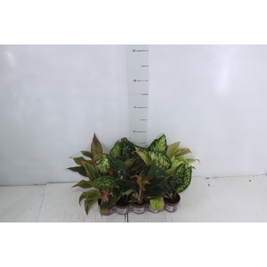 AGLAONEMA VARIADA P06