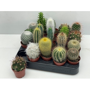 CACTUS GEM