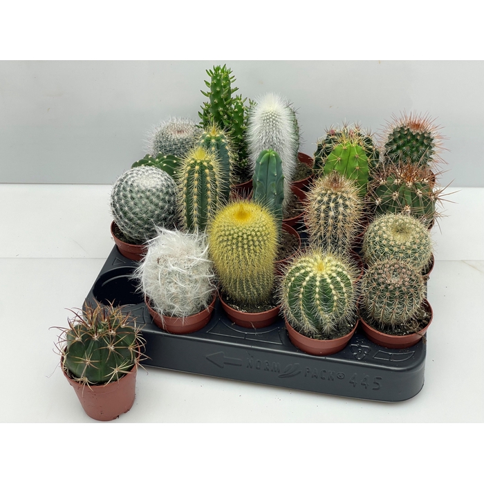 <h4>CACTUS GEM</h4>