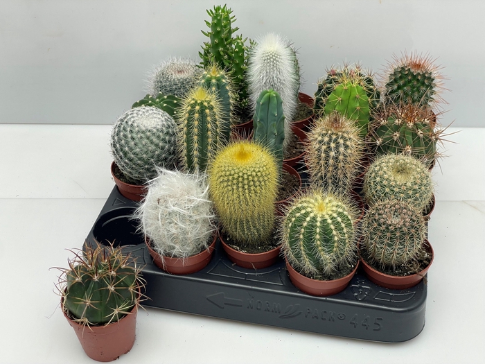 <h4>CACTUS GEM</h4>