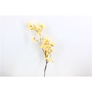 Dried Bougainvillea X5 55cm Bleached Bunch