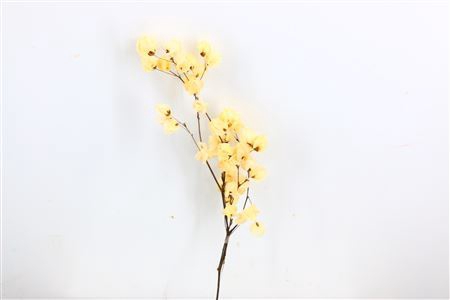 Dried Bougainvillea X5 55cm Bleached Bunch