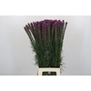 Liatris Spicata