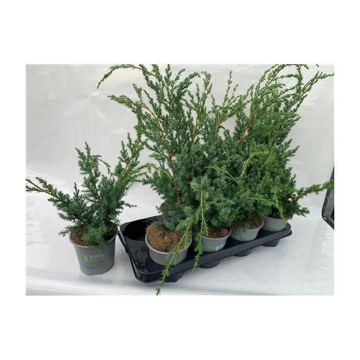 <h4>Juniperus chin. Blue Alps</h4>