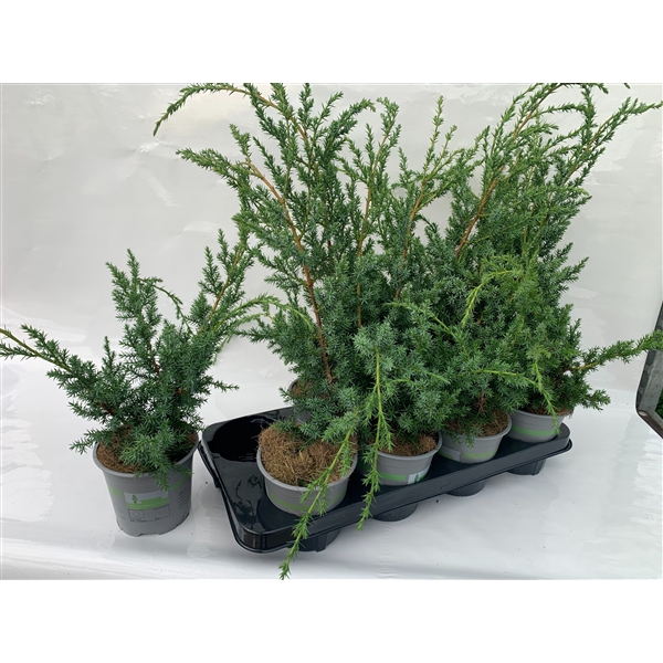 Juniperus chin. Blue Alps