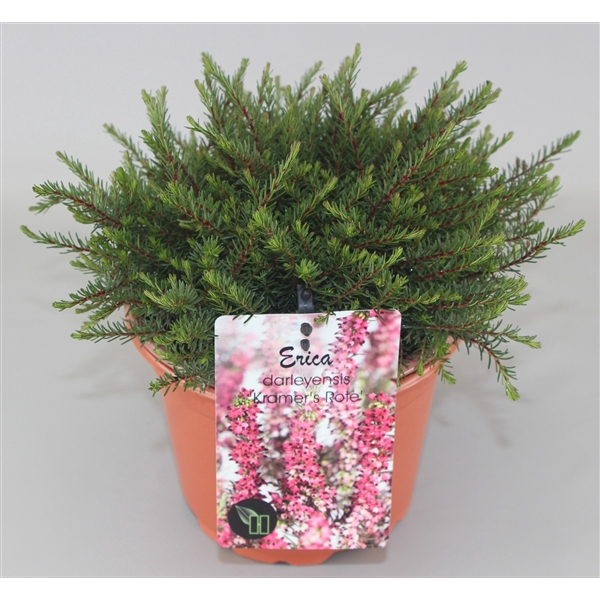 <h4>Erica darleyensis 'Kramer's Rote' C2</h4>