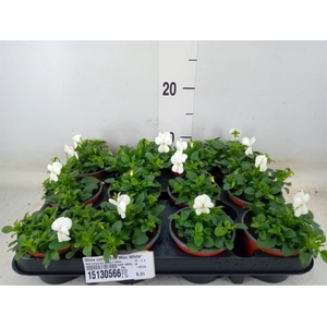 Viola corn. 'Evo Mini White'