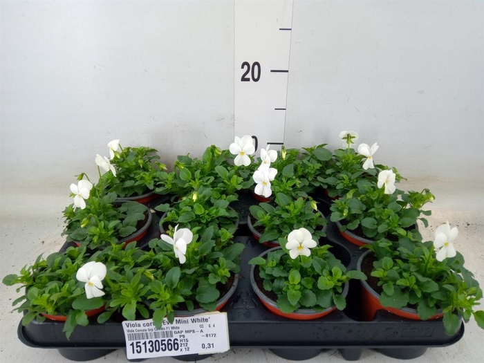 <h4>Viola corn. 'Evo Mini White'</h4>