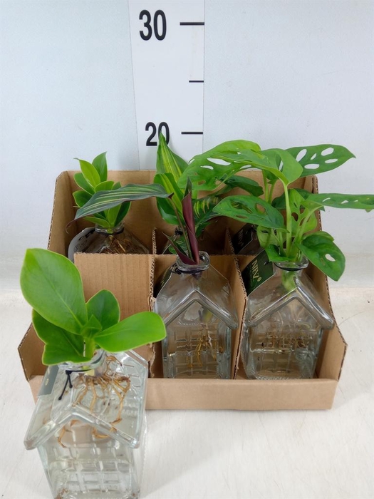 <h4>Planten  ..mix</h4>