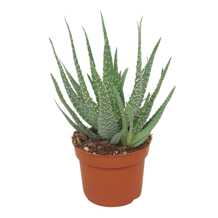 <h4>Aloe humilis</h4>