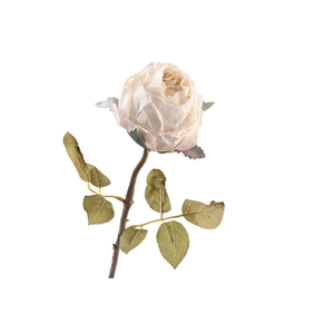 Rosa Dried Beige FL440072BGE