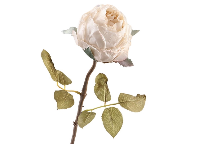 <h4>Rosa Dried Beige FL440072BGE</h4>