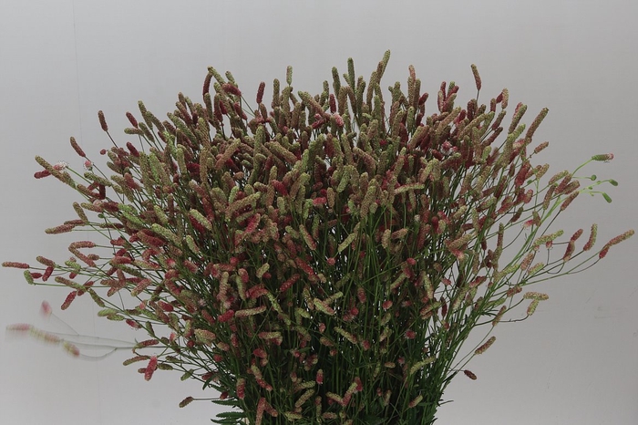 <h4>Sanguisorba Off Pink Tann</h4>