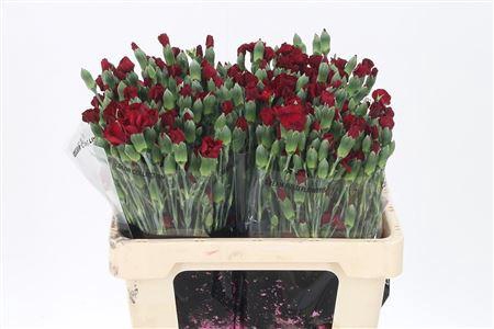 <h4>Di Te Solomio Edo</h4>