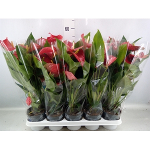 Anthurium andr. 'Karma Red'