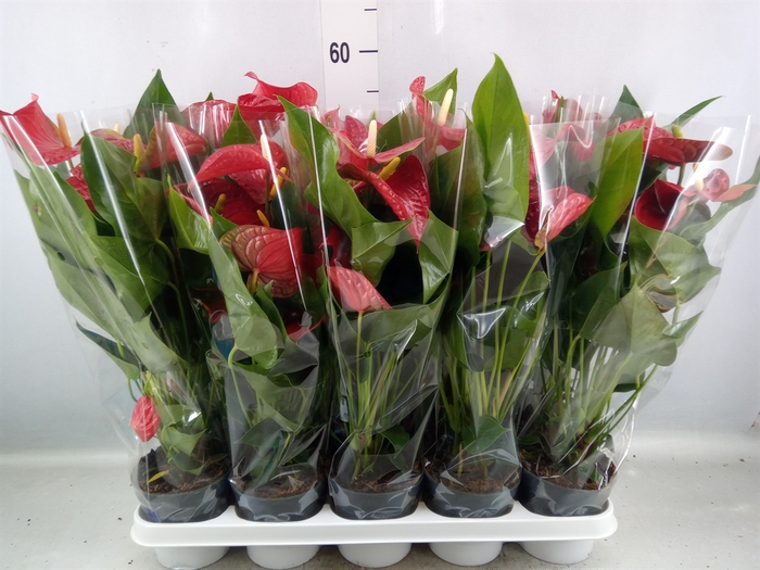 <h4>Anthurium andr. 'Karma Red'</h4>