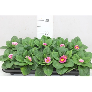 Primula Acaulis Pink Bicolor