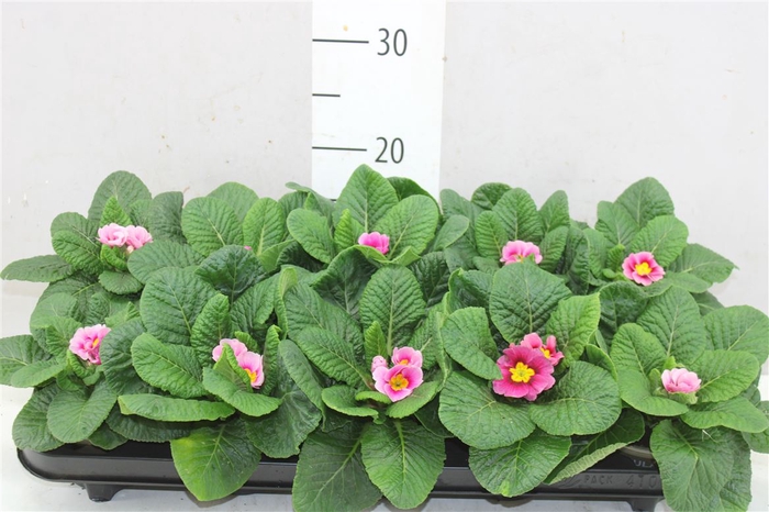 <h4>Primula Acaulis Pink Bicolor</h4>