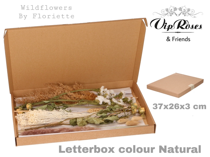 DRIED LETTERBOX NATUREL