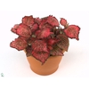 FITTONIA RED STAR 8,5 CM