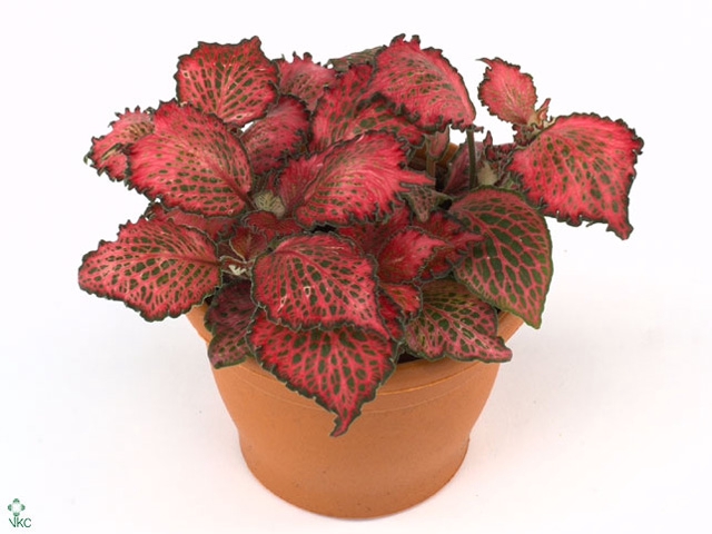 FITTONIA RED STAR 8,5 CM