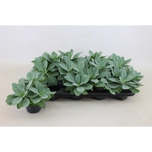 Senecio Cephalophorus 10,5cm