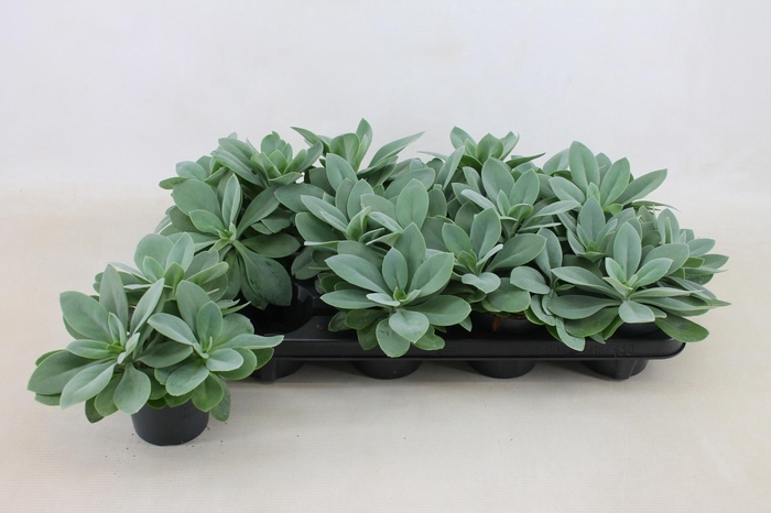 <h4>Senecio Cephalophorus 10,5cm</h4>