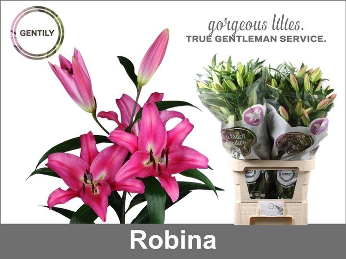 <h4>Li Ot Robina 4+</h4>