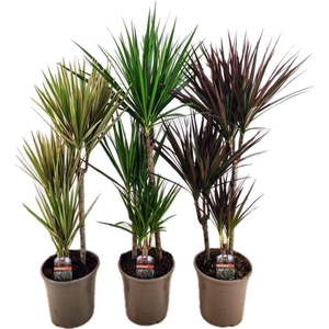 Dracaena marginata mix