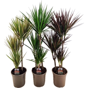 Dracaena marginata mix