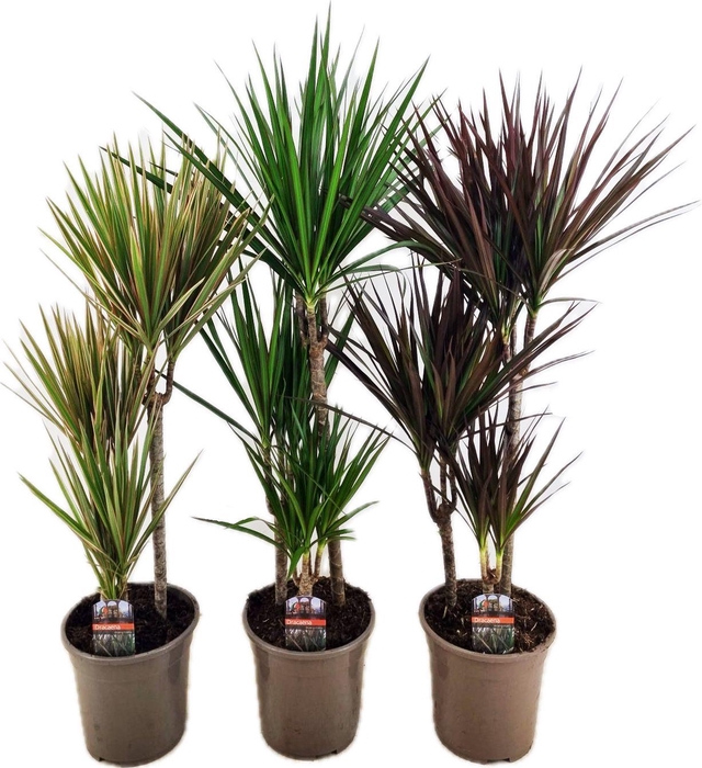 <h4>Dracaena marginata mix</h4>