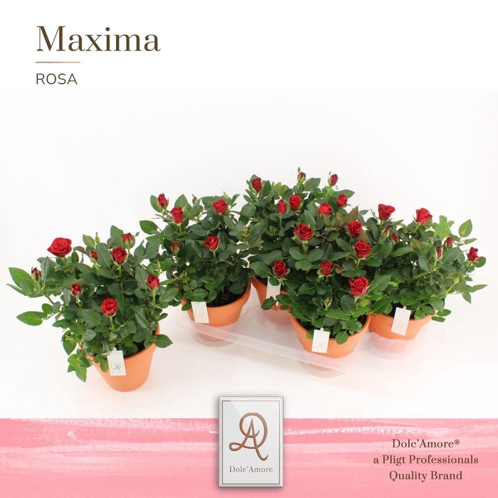 <h4>Potroos Rood P14 Dolc'Amore® Terracotta Keramiek</h4>