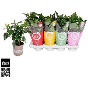 Hibis Gem 4 Branches