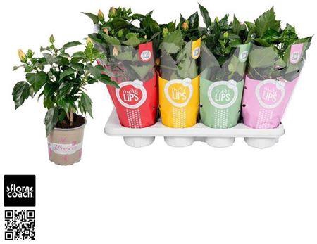 <h4>Hibis Gem 4 Branches</h4>