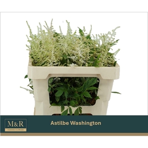 ASTIL JA WASHINGTON