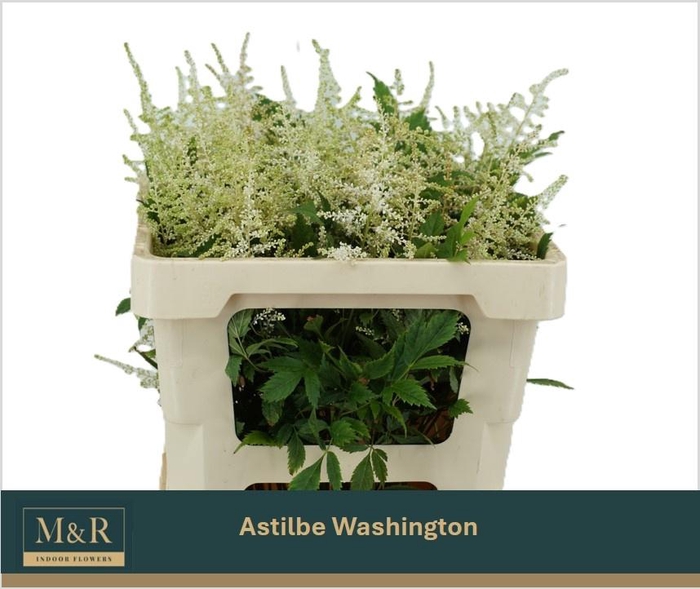 <h4>ASTIL JA WASHINGTON</h4>