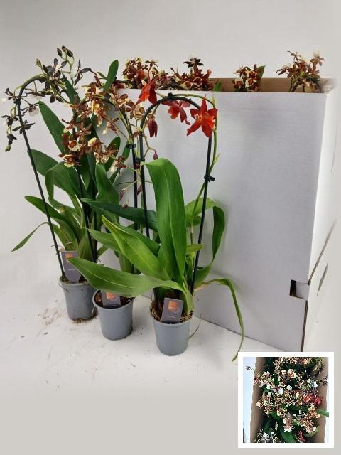 <h4>ORCHIDEEEN GEM</h4>