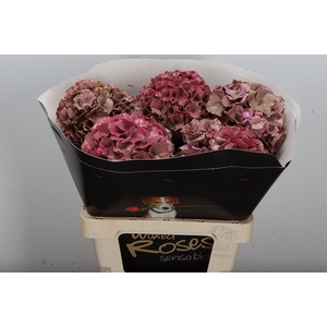 Hydr Wx (ex) Classic Pink